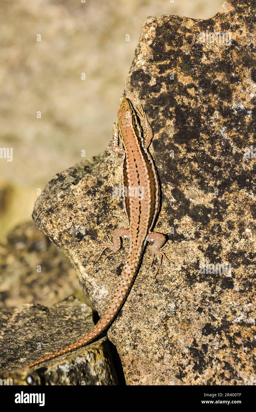 Podarcis muralis brongnidii, conosciuta come la lucertola della parete comune, lucertola della parete europea Foto Stock