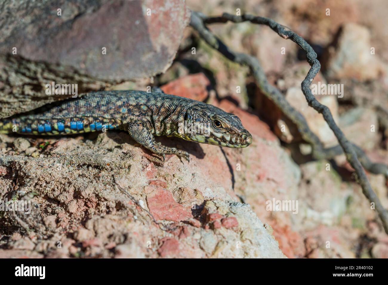 Podarcis muralis maculiventris, conosciuto come lucertola comune della parete, lucertola europea della parete, lucertola della parete Foto Stock