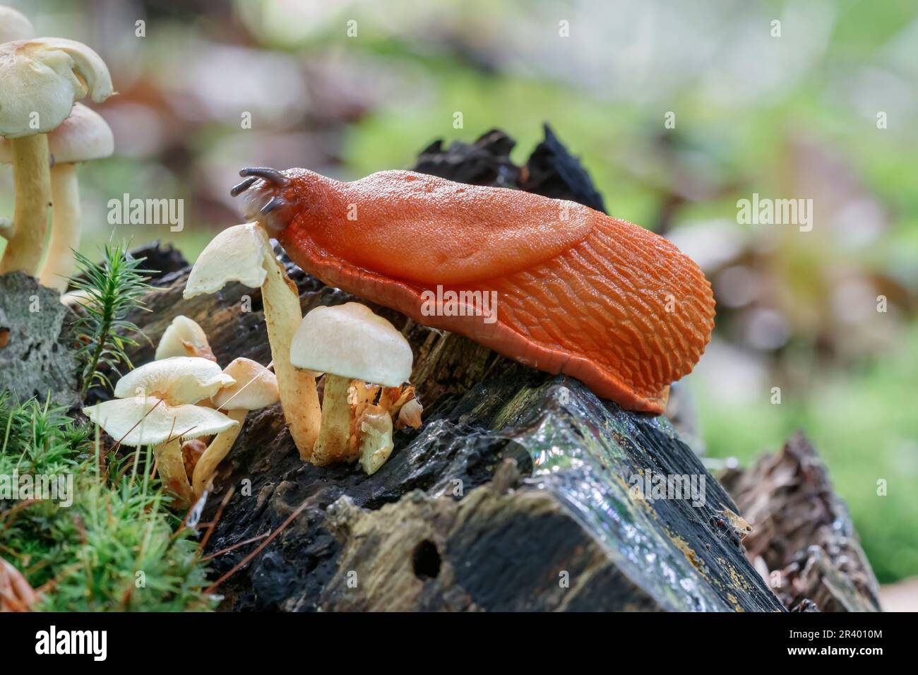 Arion rufus, conosciuto come European Red Slug, Large Red Slug, Chocolate arion Foto Stock