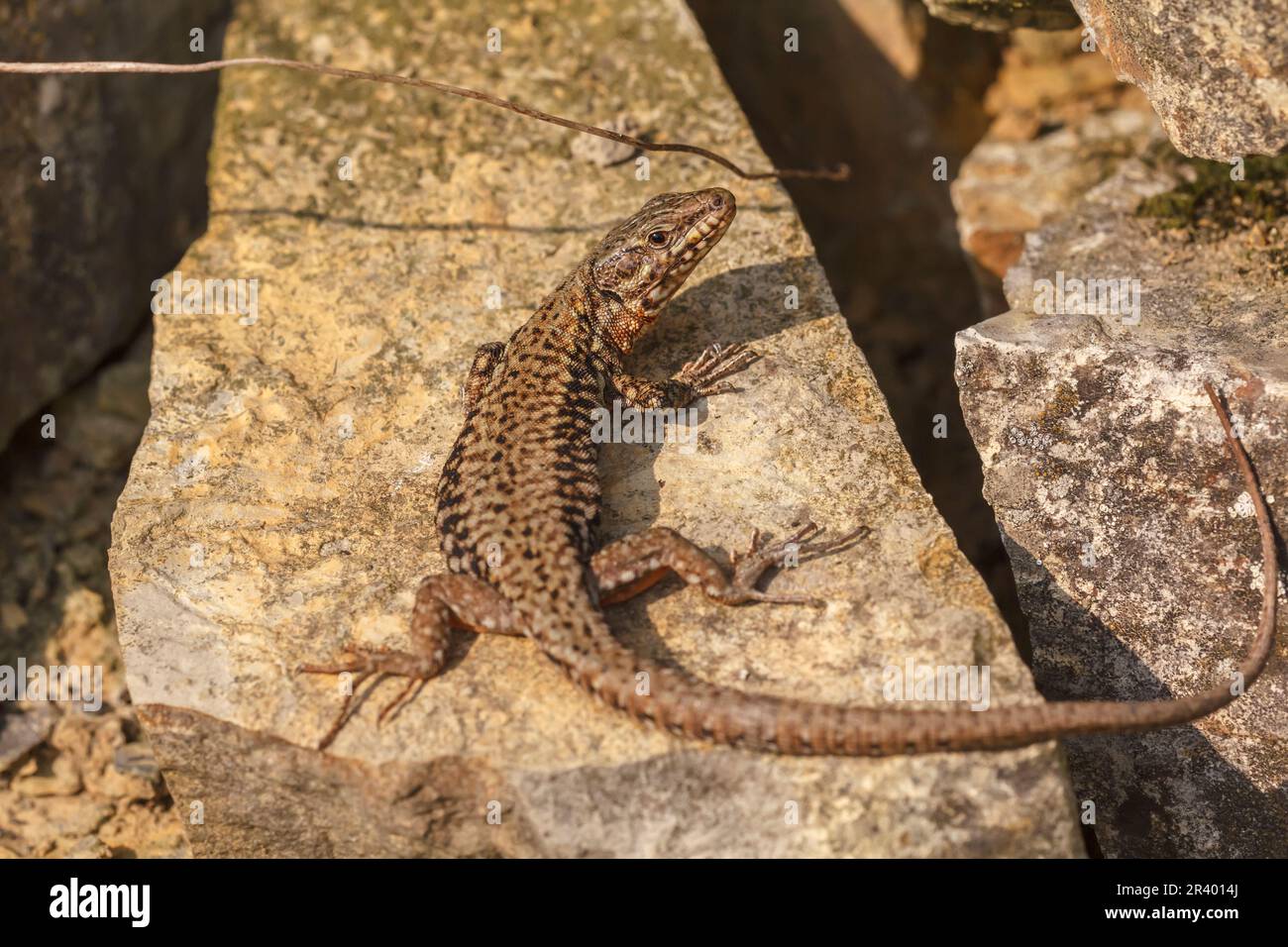 Podarcis muralis brongnidii, conosciuta come la lucertola della parete comune, lucertola della parete europea Foto Stock