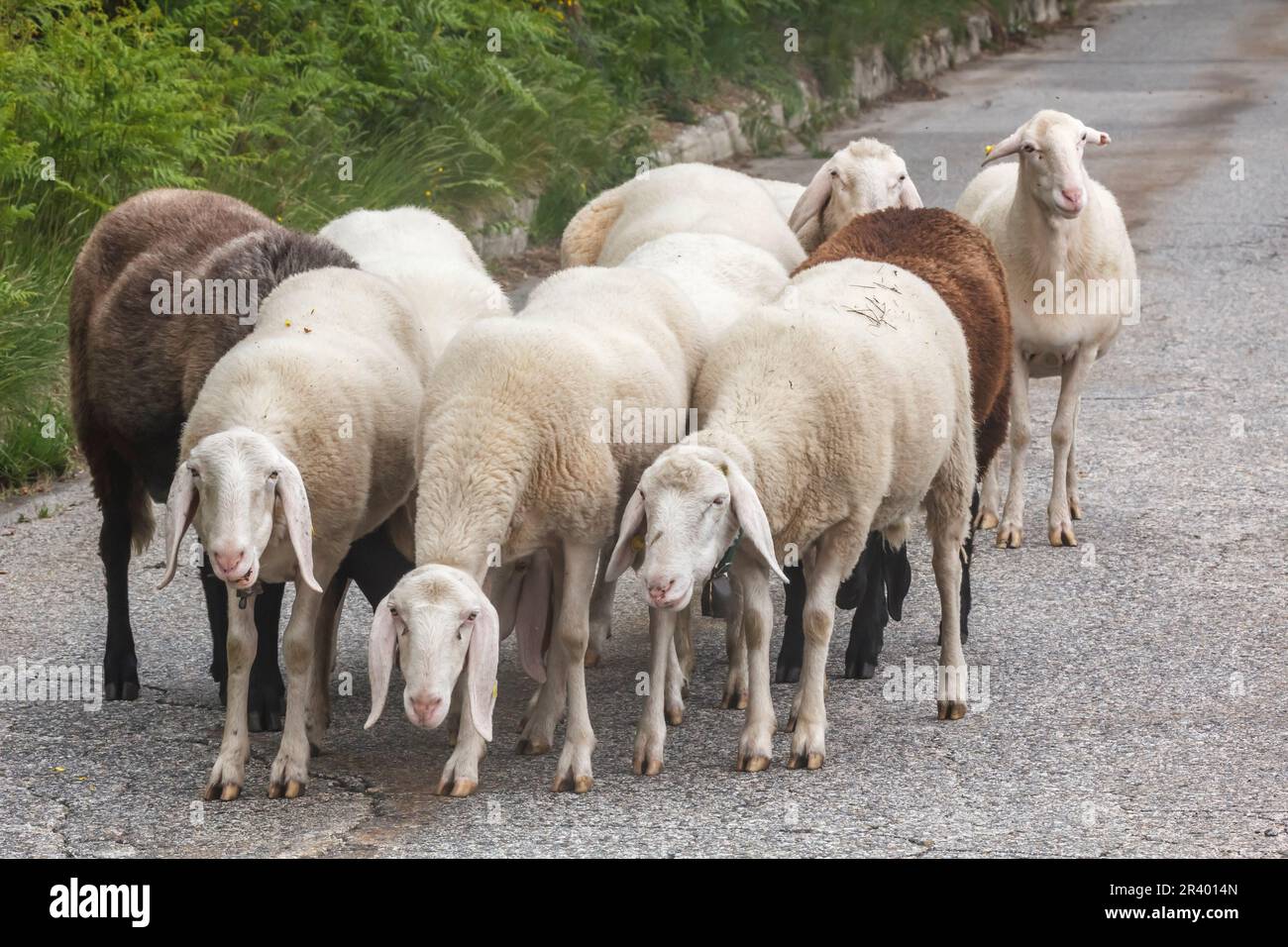 Pecore al Lago maggiore, Italia Foto Stock