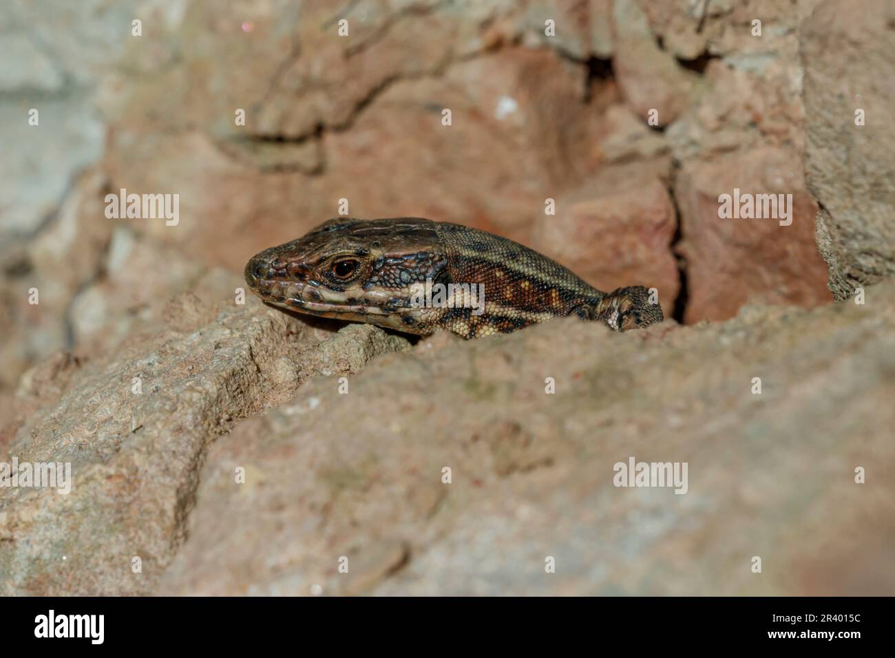 Podarcis muralis maculiventris, conosciuto come lucertola comune della parete, lucertola europea della parete, lucertola della parete Foto Stock