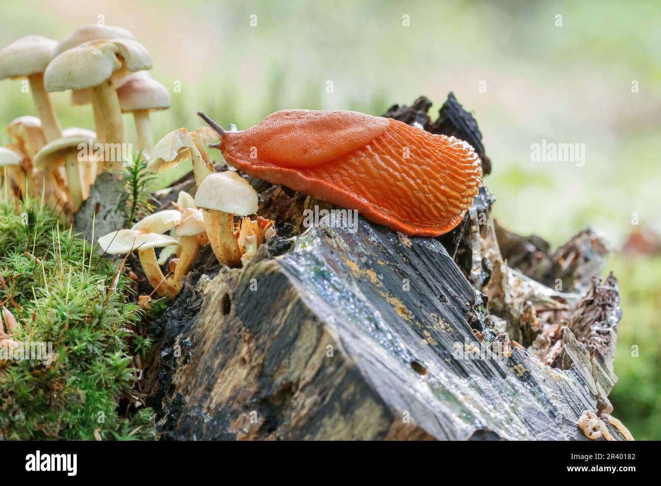 Arion rufus, conosciuto come European Red Slug, Large Red Slug, Chocolate arion Foto Stock