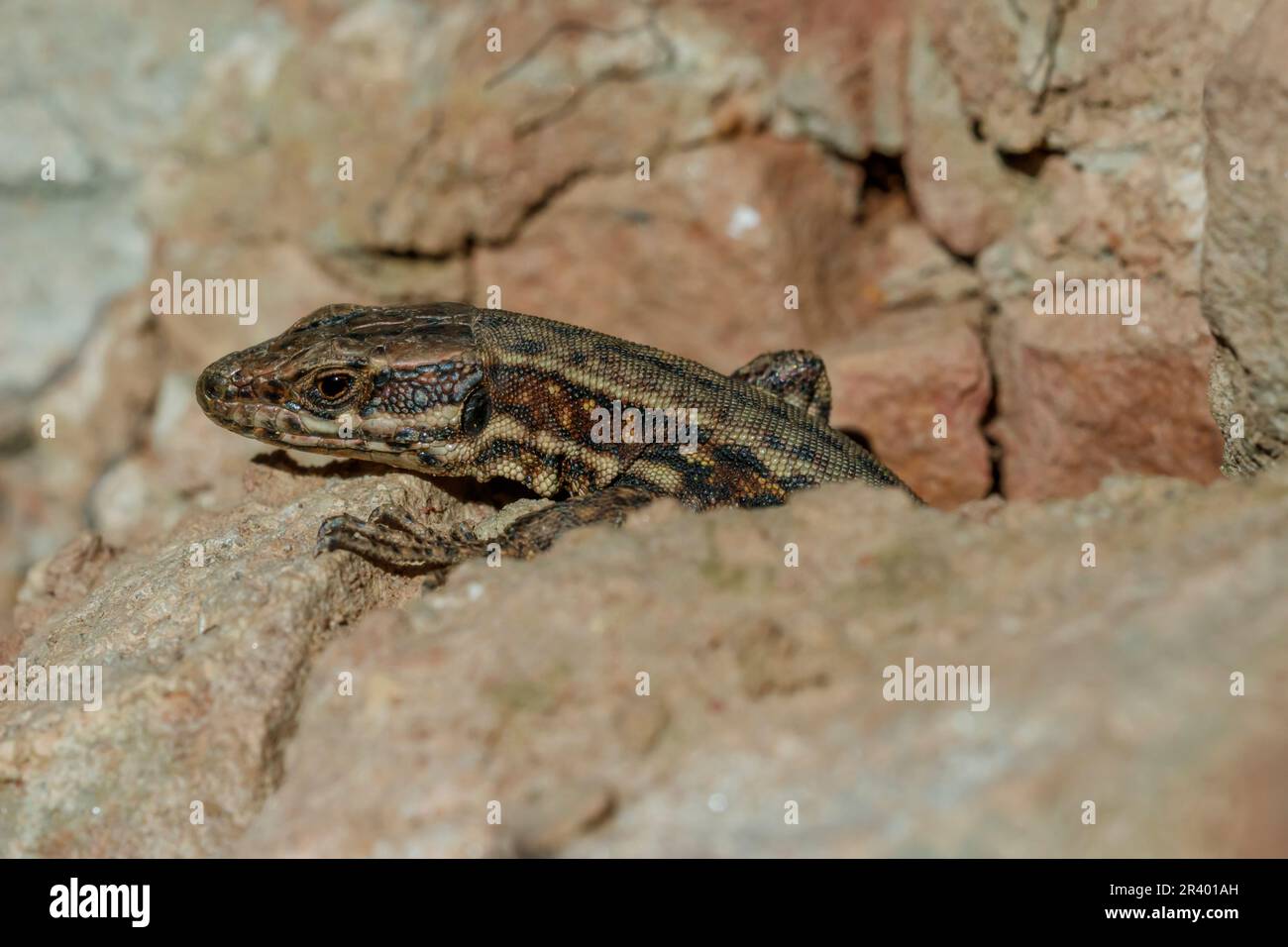 Podarcis muralis maculiventris, conosciuto come lucertola comune della parete, lucertola europea della parete, lucertola della parete Foto Stock