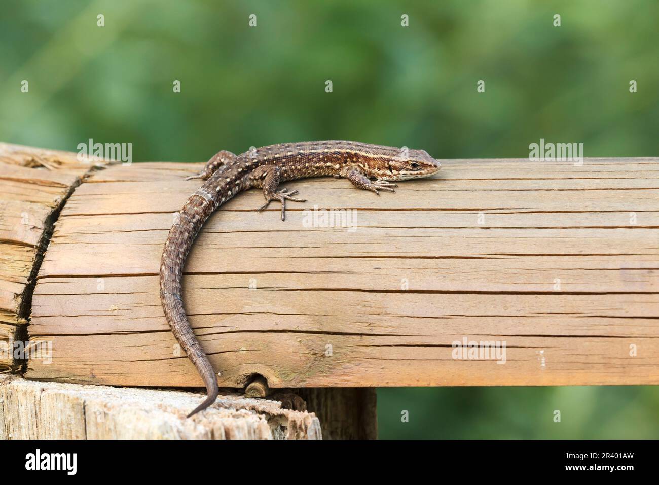 Zootoca vivipara, sin. Lacerta vivipara, nota come lucertola comune, lucertola vivipara Foto Stock