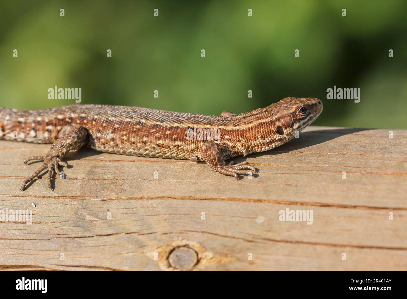 Zootoca vivipara, sin. Lacerta vivipara, nota come lucertola comune, lucertola vivipara Foto Stock