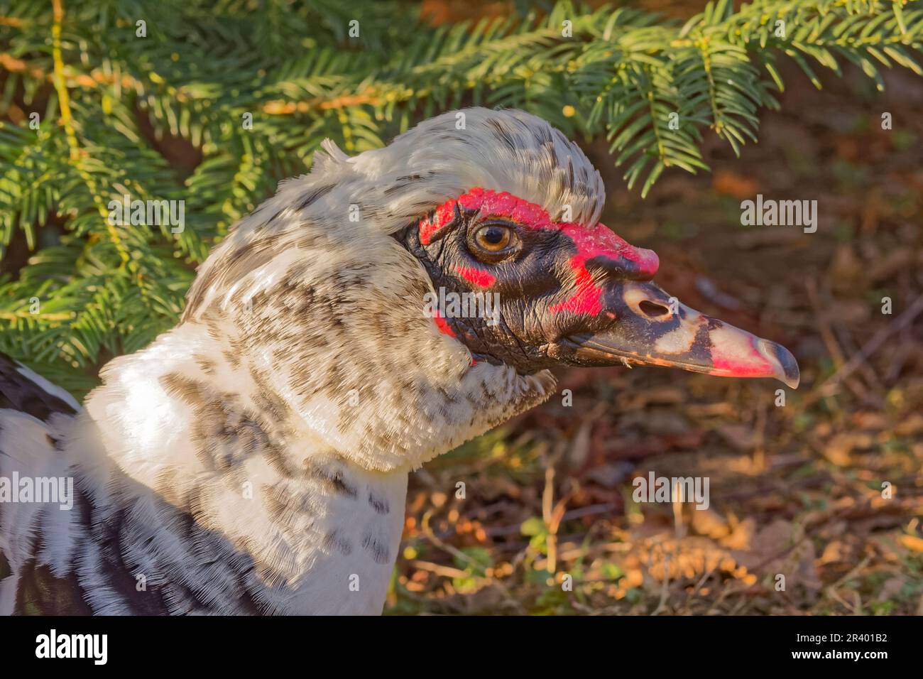 Cairina moschata domestica, conosciuta come anatra domestica di muscovy, un'anatra ibrida Foto Stock