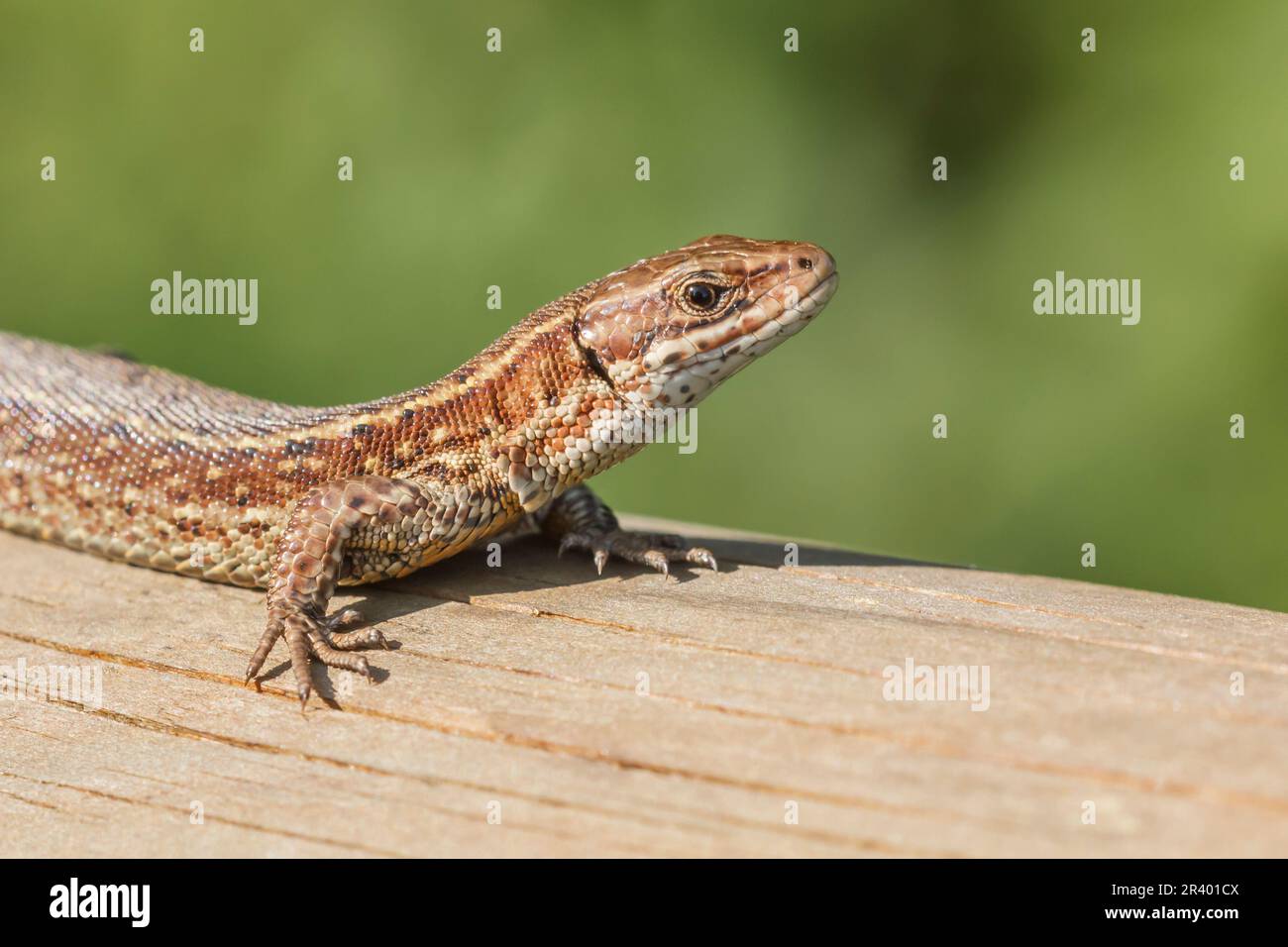 Zootoca vivipara, sin. Lacerta vivipara, nota come lucertola comune, lucertola vivipara Foto Stock