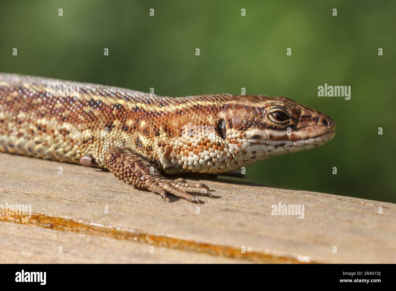 Zootoca vivipara, sin. Lacerta vivipara, nota come lucertola comune, lucertola vivipara Foto Stock