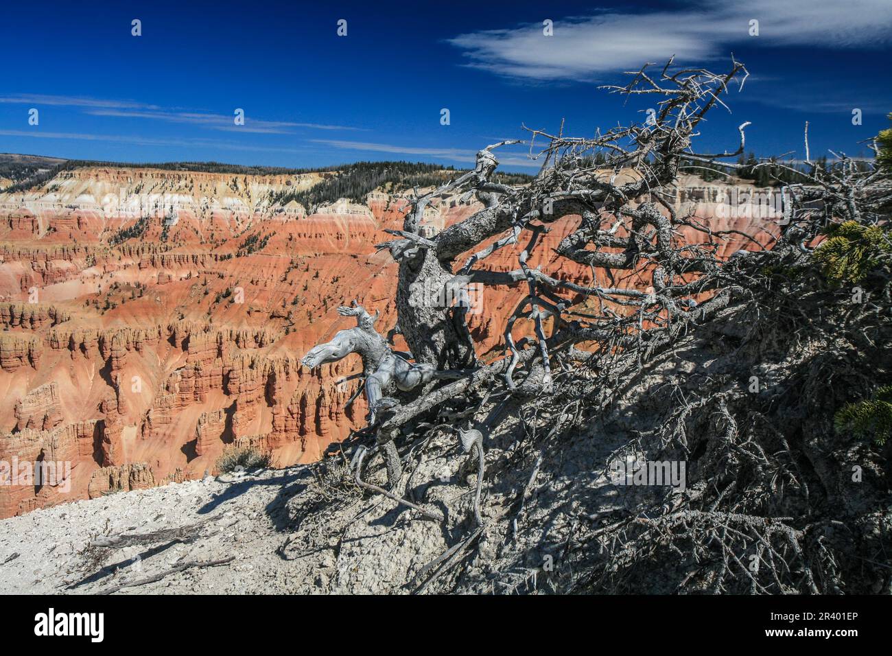 Coronando la Grand Staircase, Cedar Breaks NM si trova a oltre 10.000 metri e si affaccia su una profonda meraviglia geologica di mezzo miglio di un anfiteatro. Foto Stock