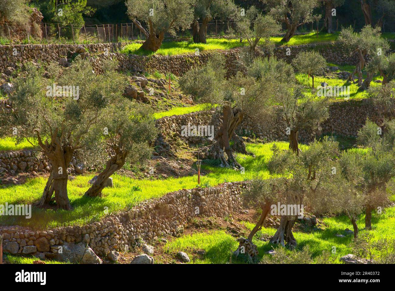 Olivar de SA Serra de Son Moragues. Valldemossa.Tramuntana.Mallorca.Baleares .EspaÃ±a. Foto Stock