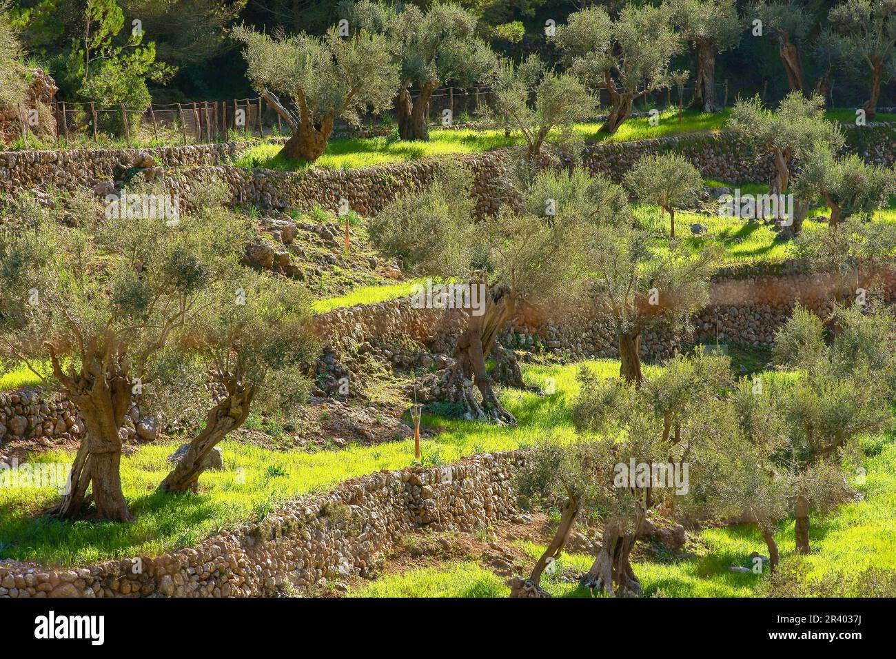 Olivar de SA Serra de Son Moragues. Valldemossa.Tramuntana.Mallorca.Baleares .EspaÃ±a. Foto Stock
