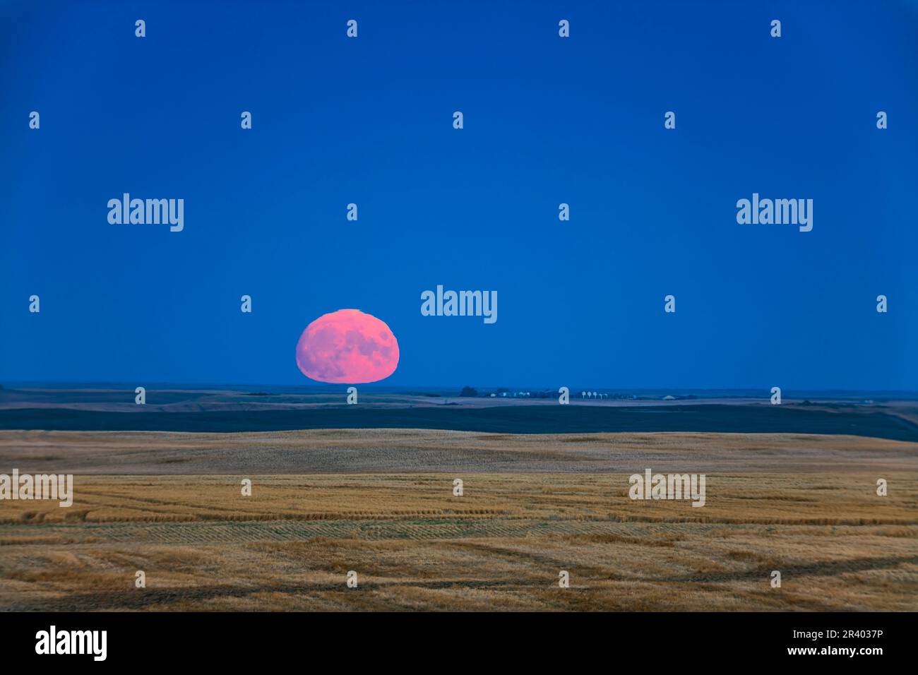 Raccogliere la luna su terreni agricoli in Alberta, Canada. Foto Stock