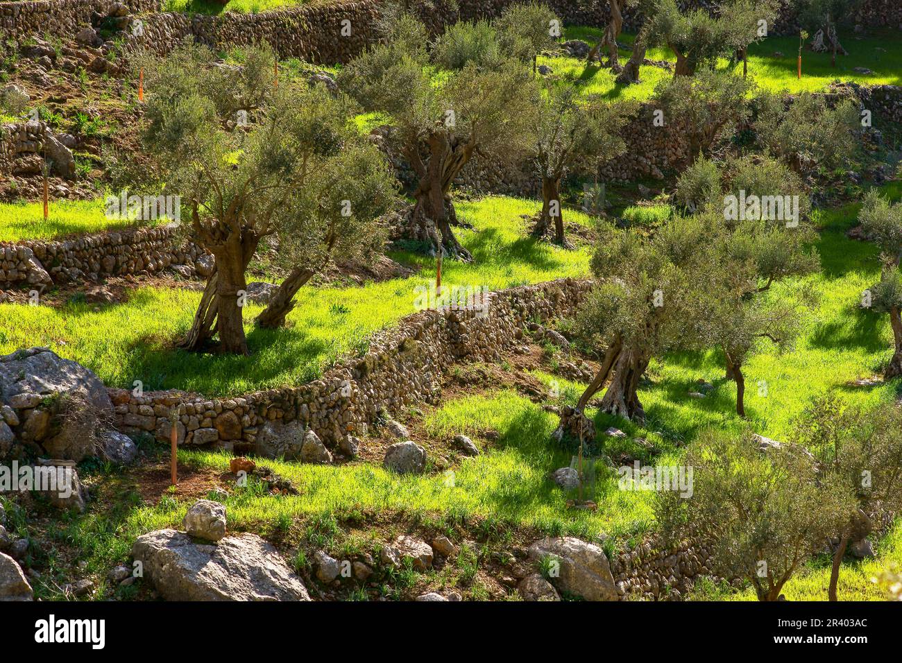 Olivar de SA Serra de Son Moragues. Valldemossa.Tramuntana.Mallorca.Baleares .EspaÃ±a. Foto Stock