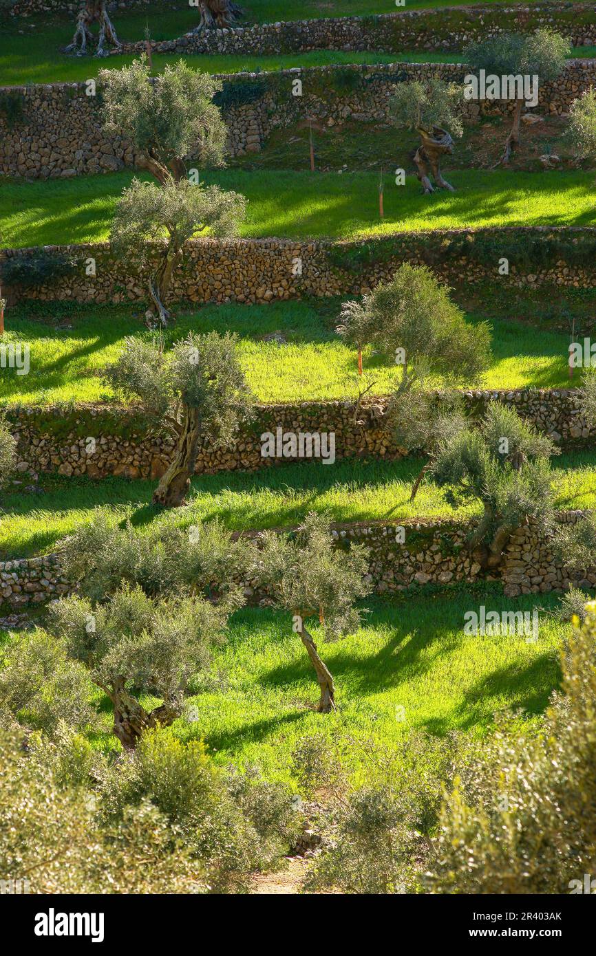 Olivar de SA Serra de Son Moragues. Valldemossa.Tramuntana.Mallorca.Baleares .EspaÃ±a. Foto Stock