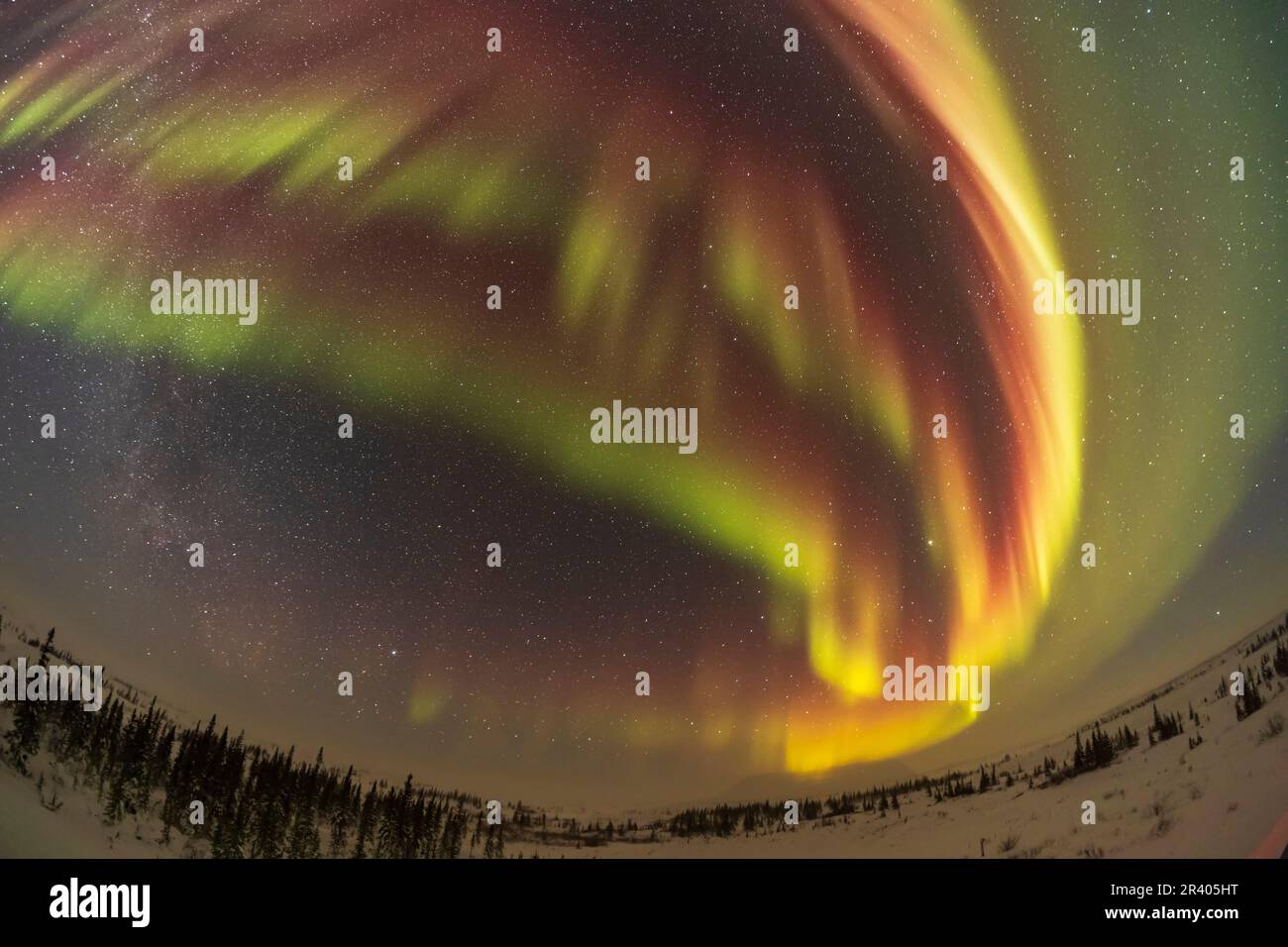 Archi auricolari rossi e verdi a Churchill, Manitoba, Canada. Foto Stock