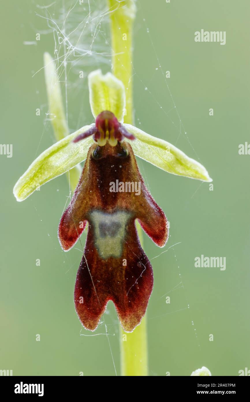 Ophrys insettifera, conosciuto come Fly orchid, insect-recante ophrys Foto Stock