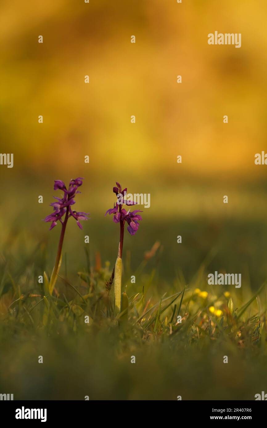 Orchis mascula, conosciuta come orchidea porpora precoce, orchidea macellaio blu, ocis porpora precoce Foto Stock