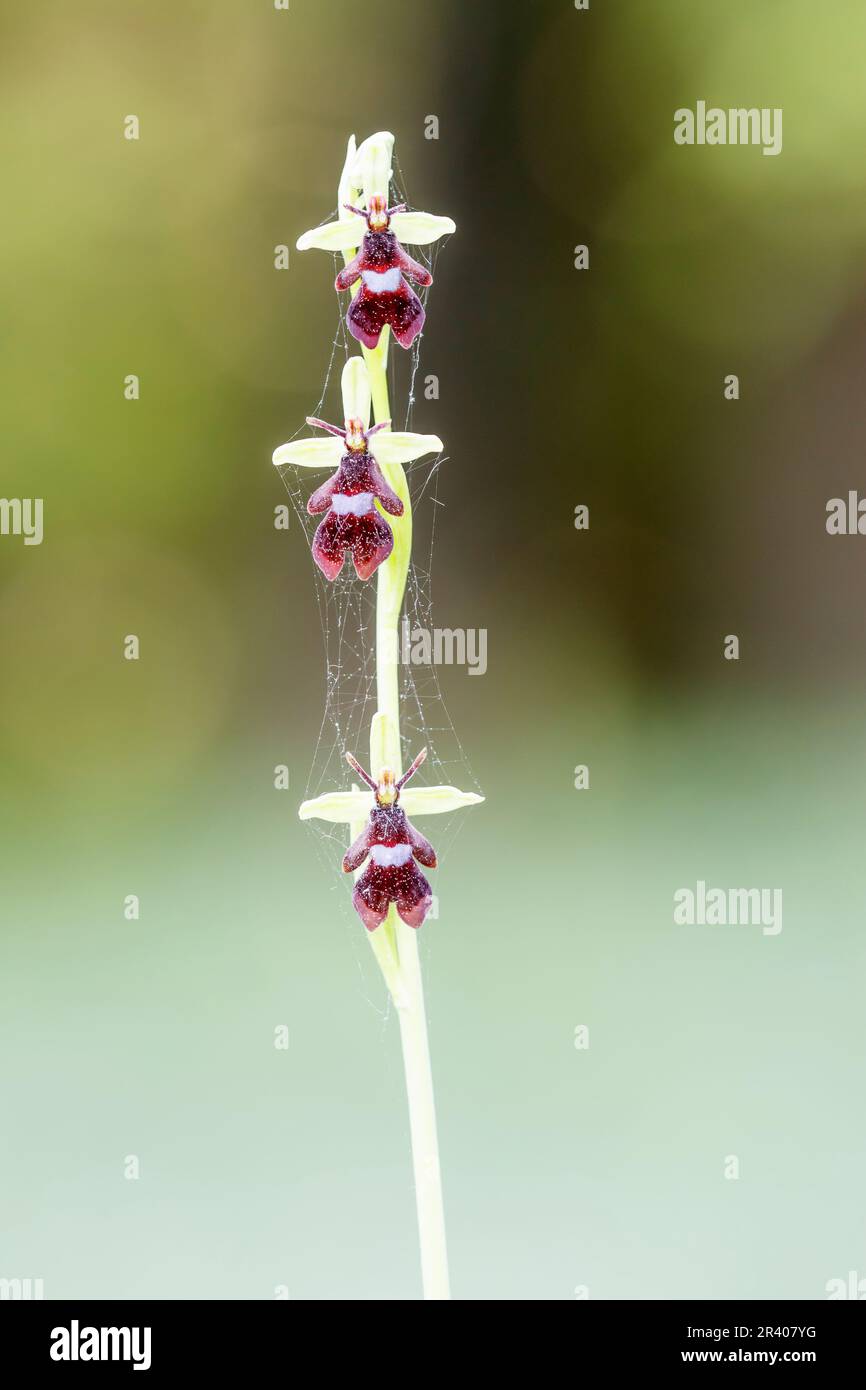 Ophrys insettifera, conosciuto come Fly orchid, insect-recante ophrys Foto Stock