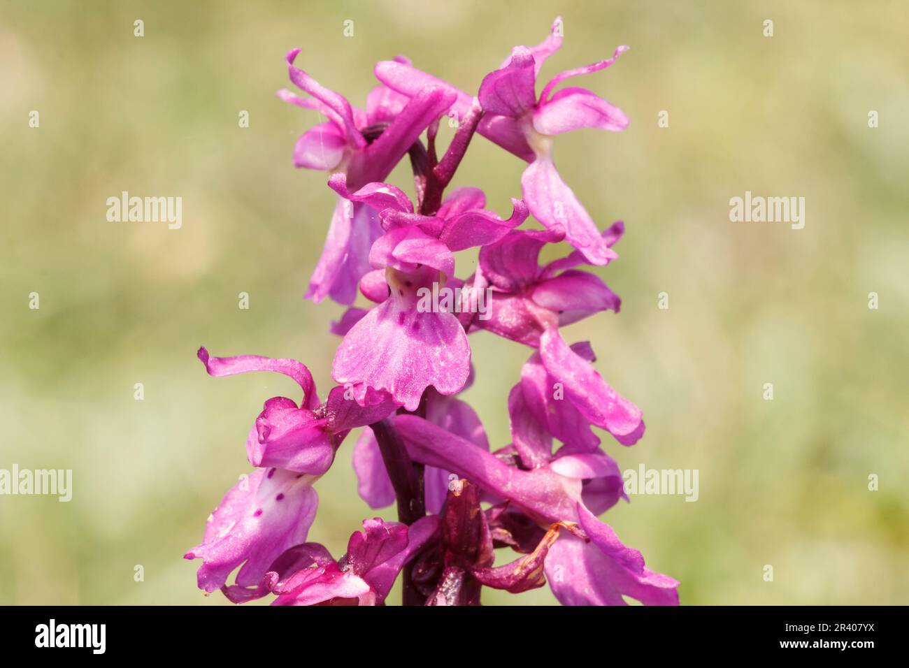 Orchis mascula, conosciuta come orchidea porpora precoce, orchidea macellaio blu, ocis porpora precoce Foto Stock