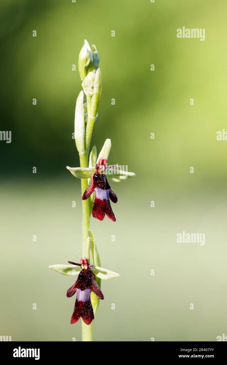 Ophrys insettifera, conosciuto come Fly orchid, insect-recante ophrys Foto Stock