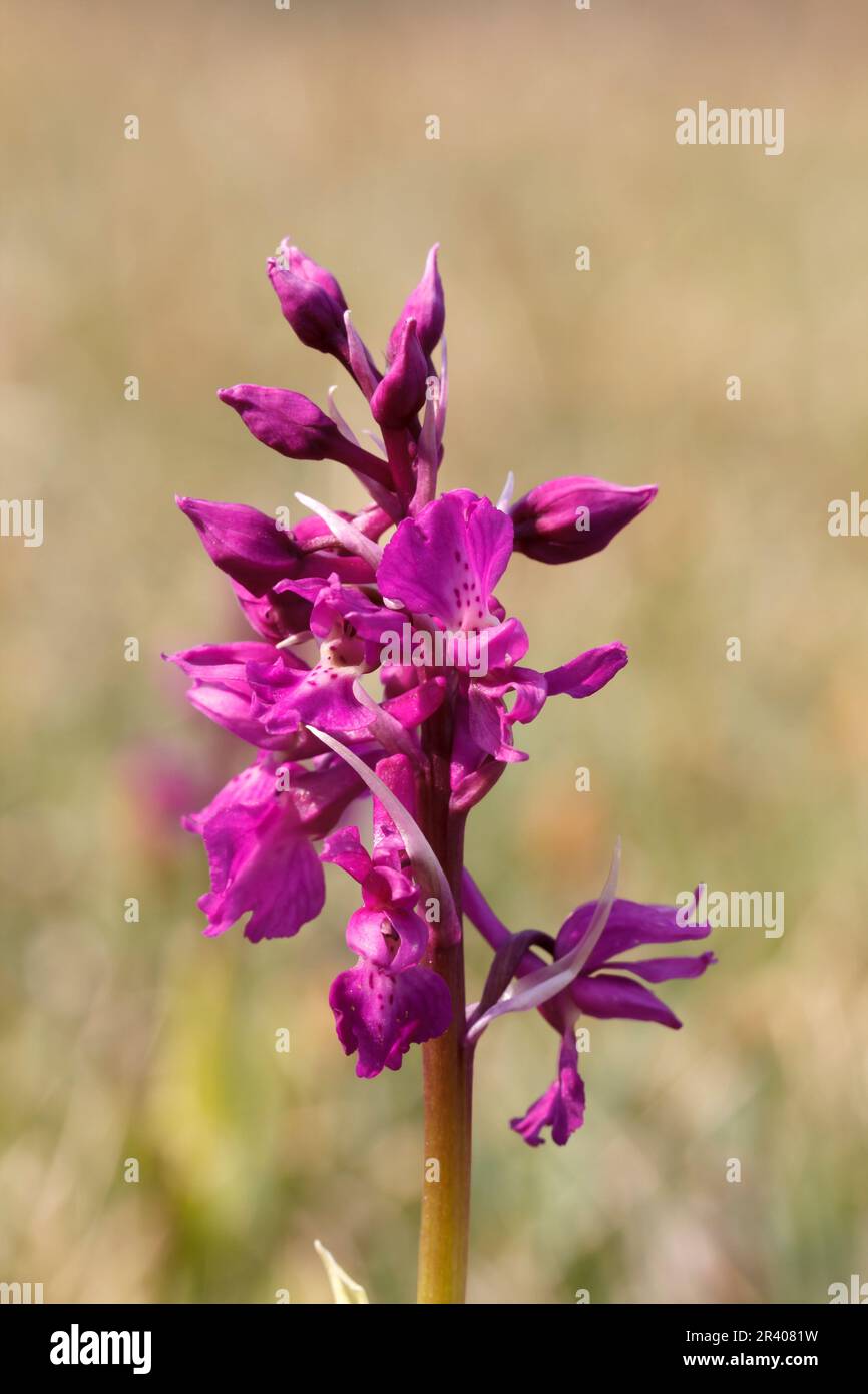 Orchis mascula, conosciuta come orchidea porpora precoce, orchidea macellaio blu, ocis porpora precoce Foto Stock