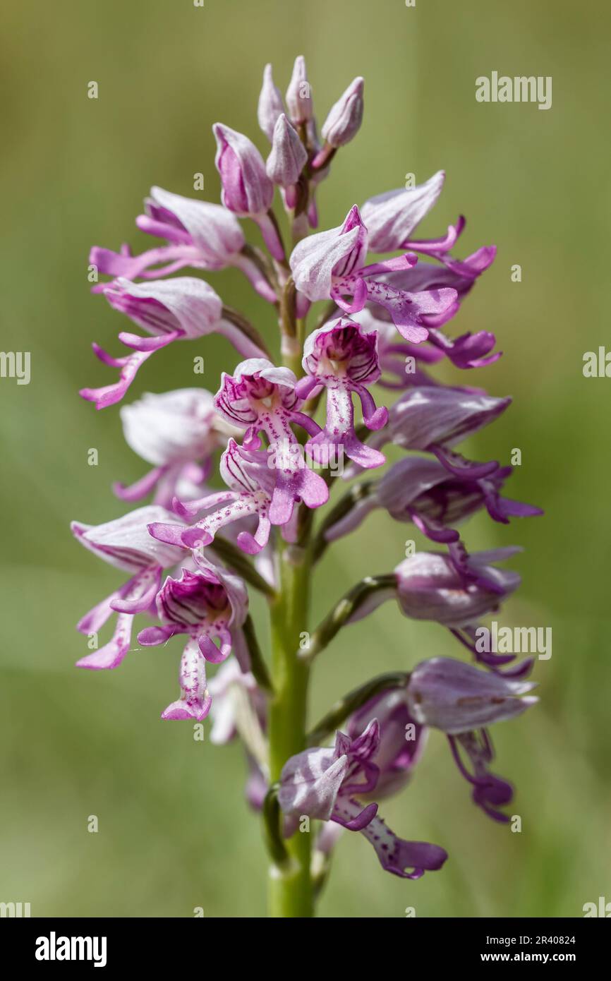Orchis militaris, conosciuto come orchidea militare, orchidea militare, orchidea soldato Foto Stock