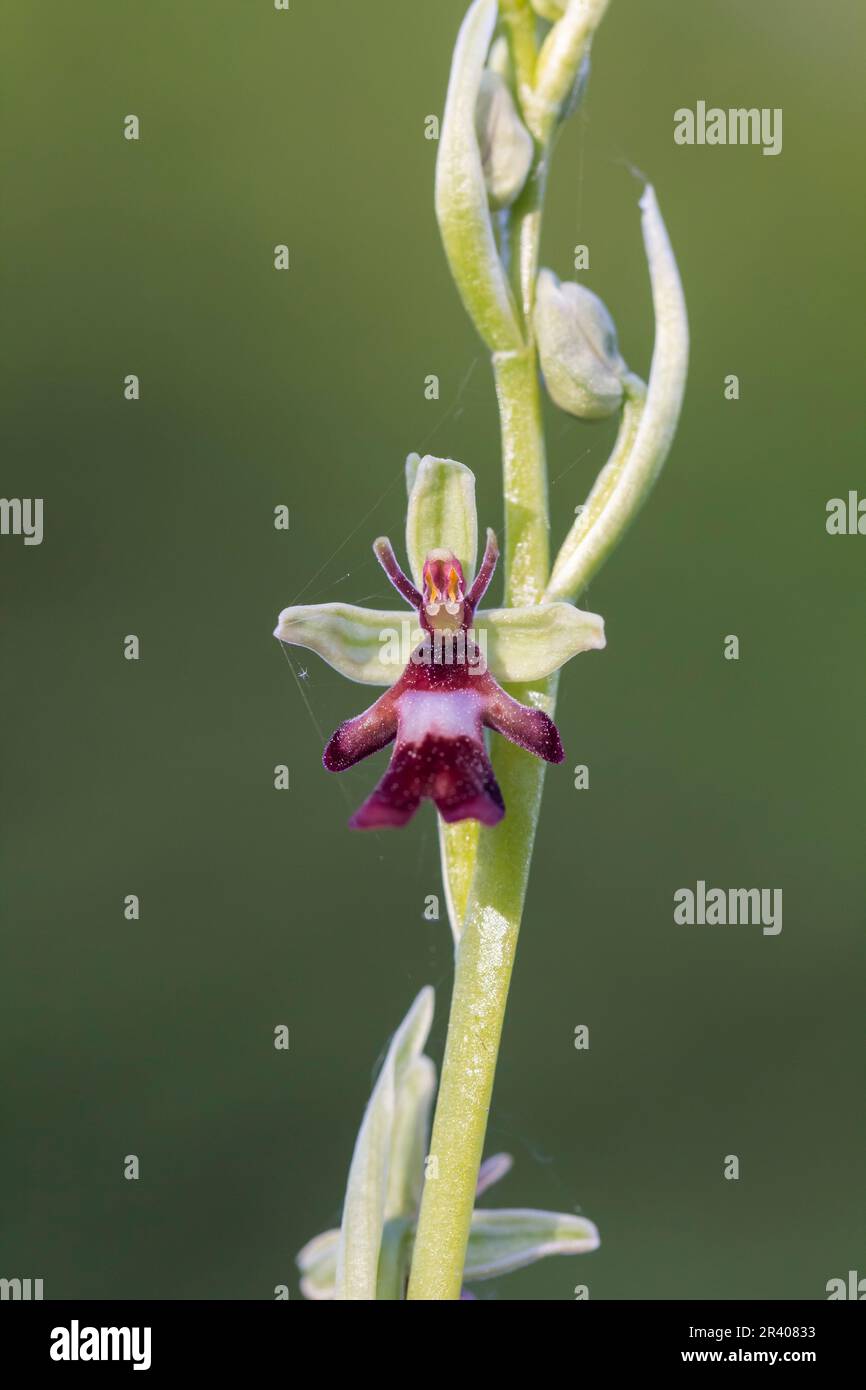 Ophrys insettifera, conosciuto come Fly orchid, insect-recante ophrys Foto Stock