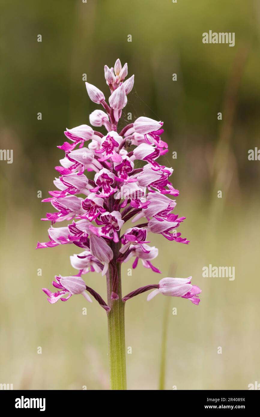 Orchis militaris, conosciuto come orchidea militare, orchidea militare, orchidea soldato Foto Stock