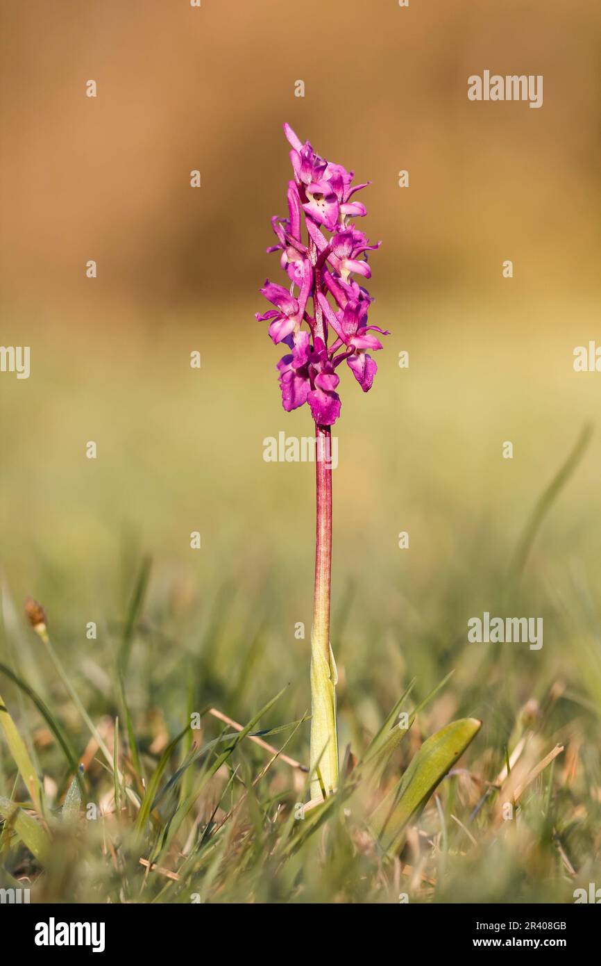 Orchis mascula, conosciuta come orchidea porpora precoce, orchidea macellaio blu, ocis porpora precoce Foto Stock