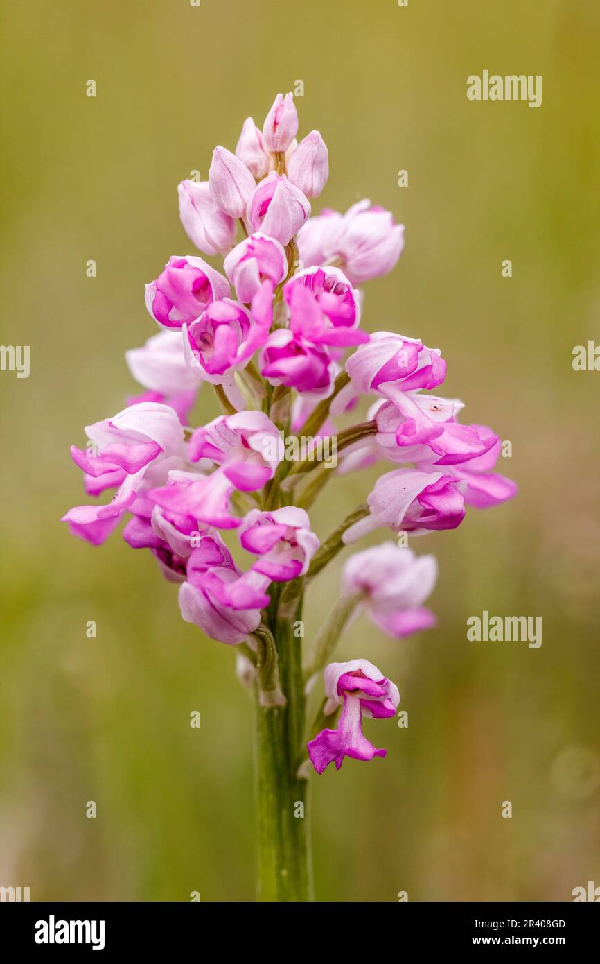Orchis militaris, conosciuto come orchidea militare, orchidea militare, orchidea soldato Foto Stock
