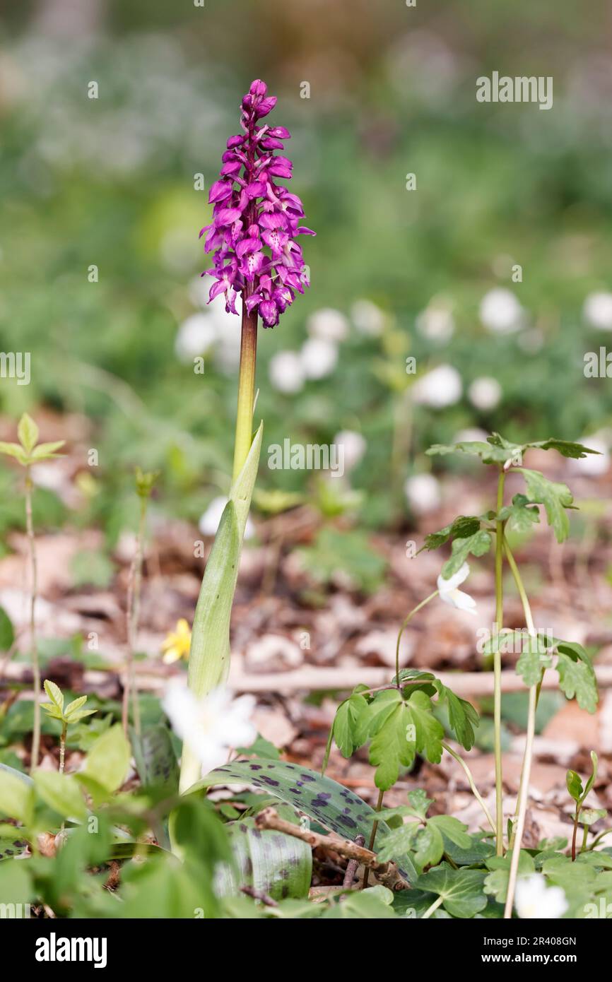 Orchis mascula, conosciuta come orchidea porpora precoce, orchidea macellaio blu, ocis porpora precoce Foto Stock