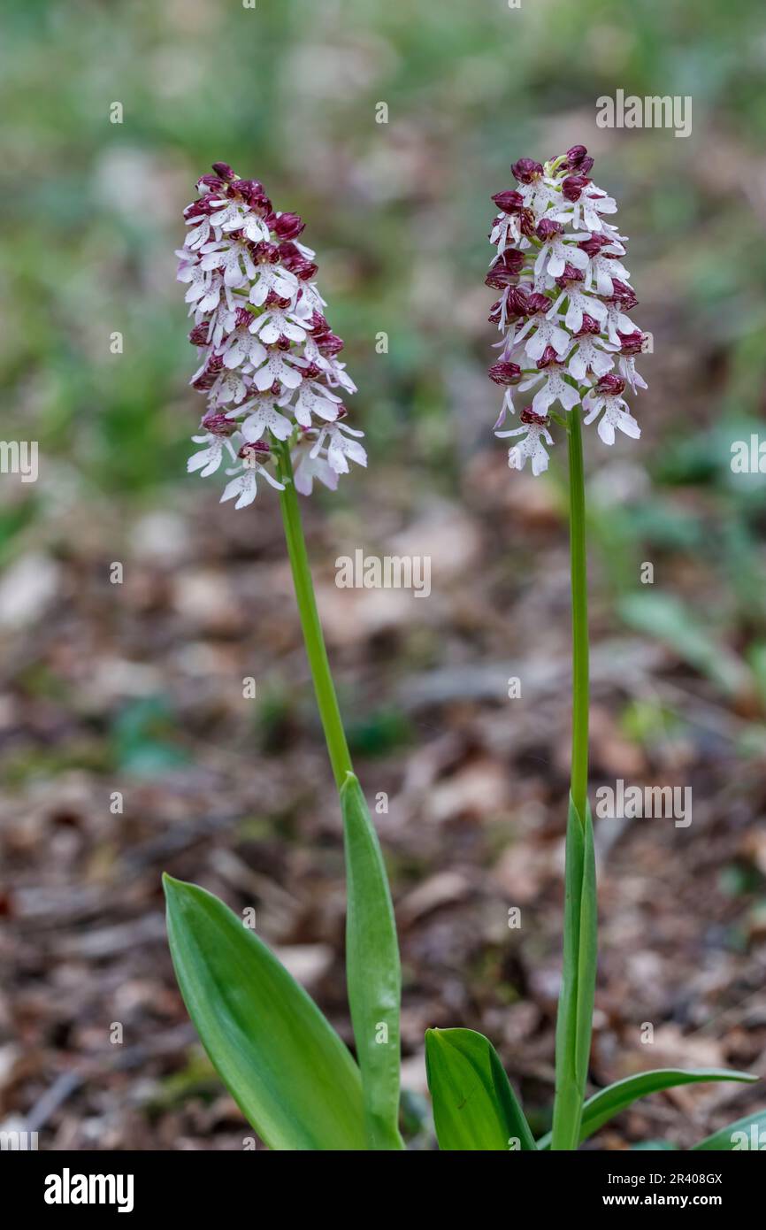 Orchis purpurea, conosciuta come la signora orchidea Foto Stock