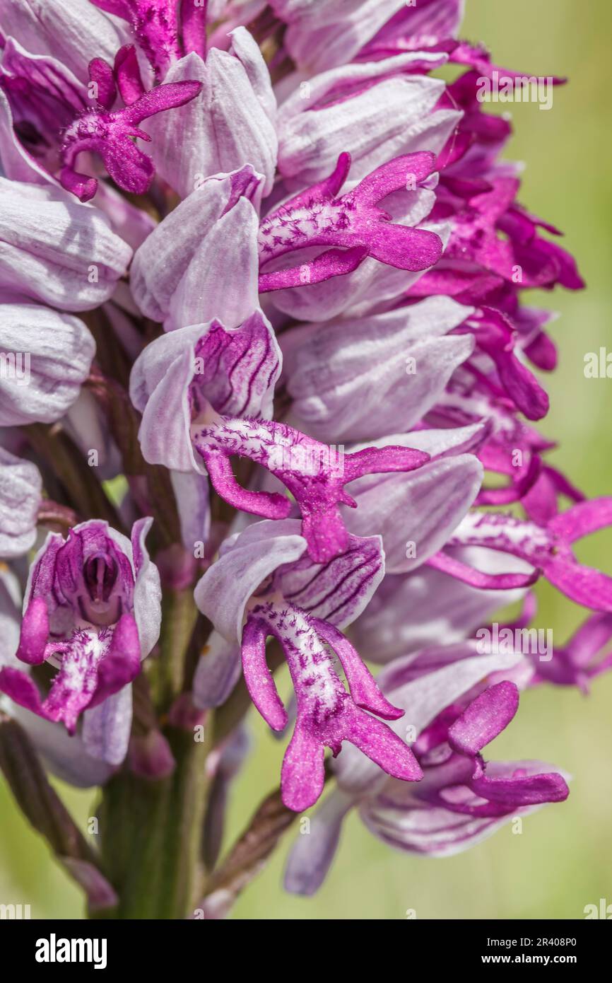 Orchis militaris, conosciuto come orchidea militare, orchidea militare, orchidea soldato (dettaglio) Foto Stock