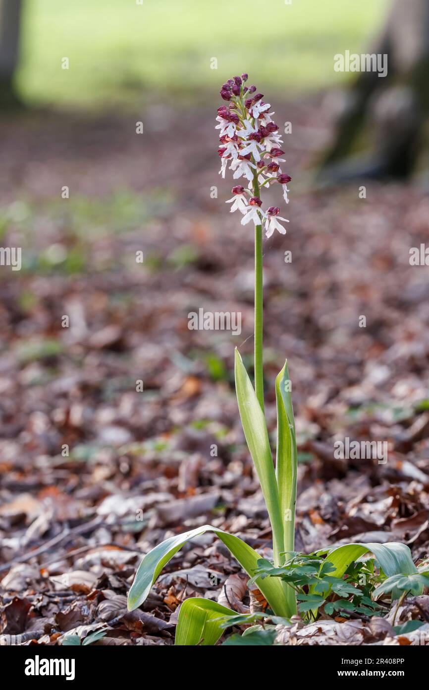 Orchis purpurea, conosciuta come la signora orchidea Foto Stock
