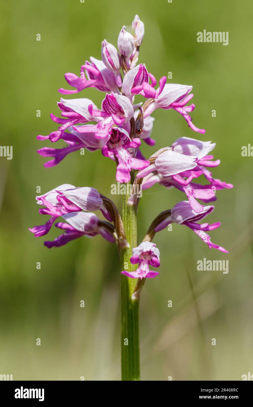 Orchis militaris, conosciuto come orchidea militare, orchidea militare, orchidea soldato Foto Stock