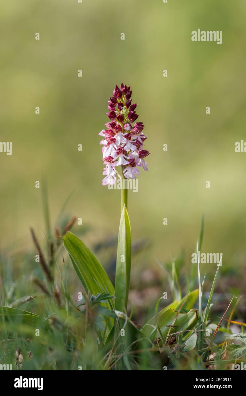 Orchis purpurea, conosciuta come la signora orchidea Foto Stock