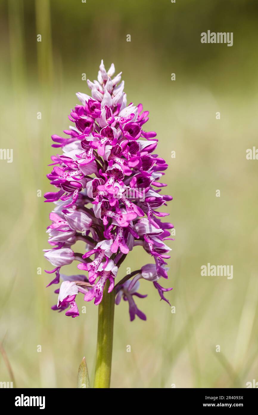 Orchis militaris, conosciuto come orchidea militare, orchidea militare, orchidea soldato Foto Stock