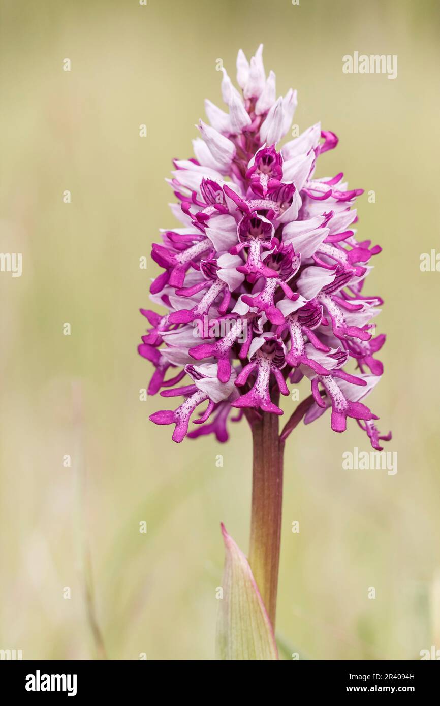 Orchis militaris, conosciuto come orchidea militare, orchidea militare, orchidea soldato Foto Stock