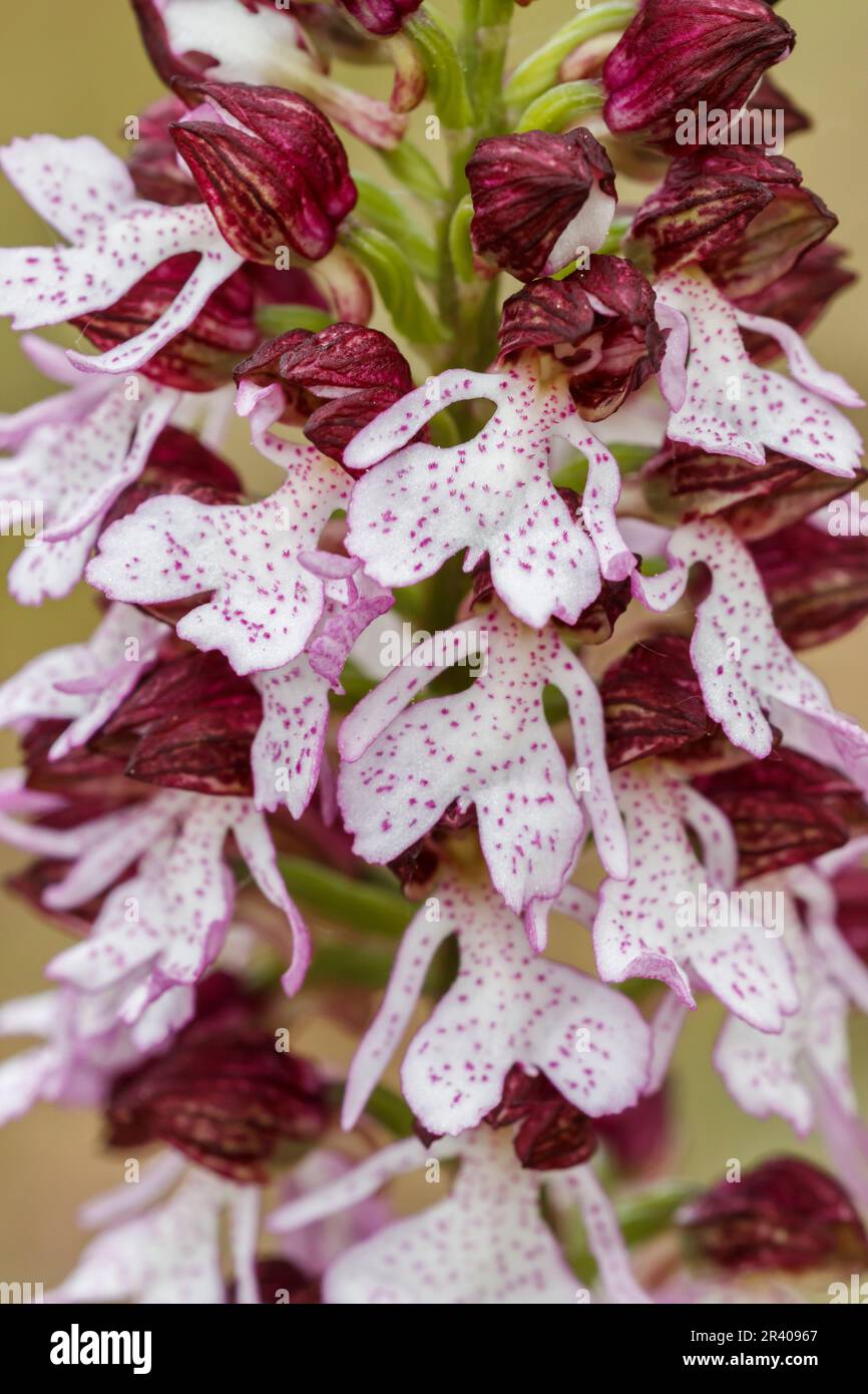 Orchis purpurea, conosciuta come la signora orchidea (dettaglio) Foto Stock
