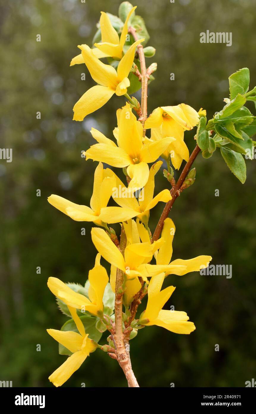 Forsytia giallo arbusto fiori in un giardino all'inizio della primavera Foto Stock