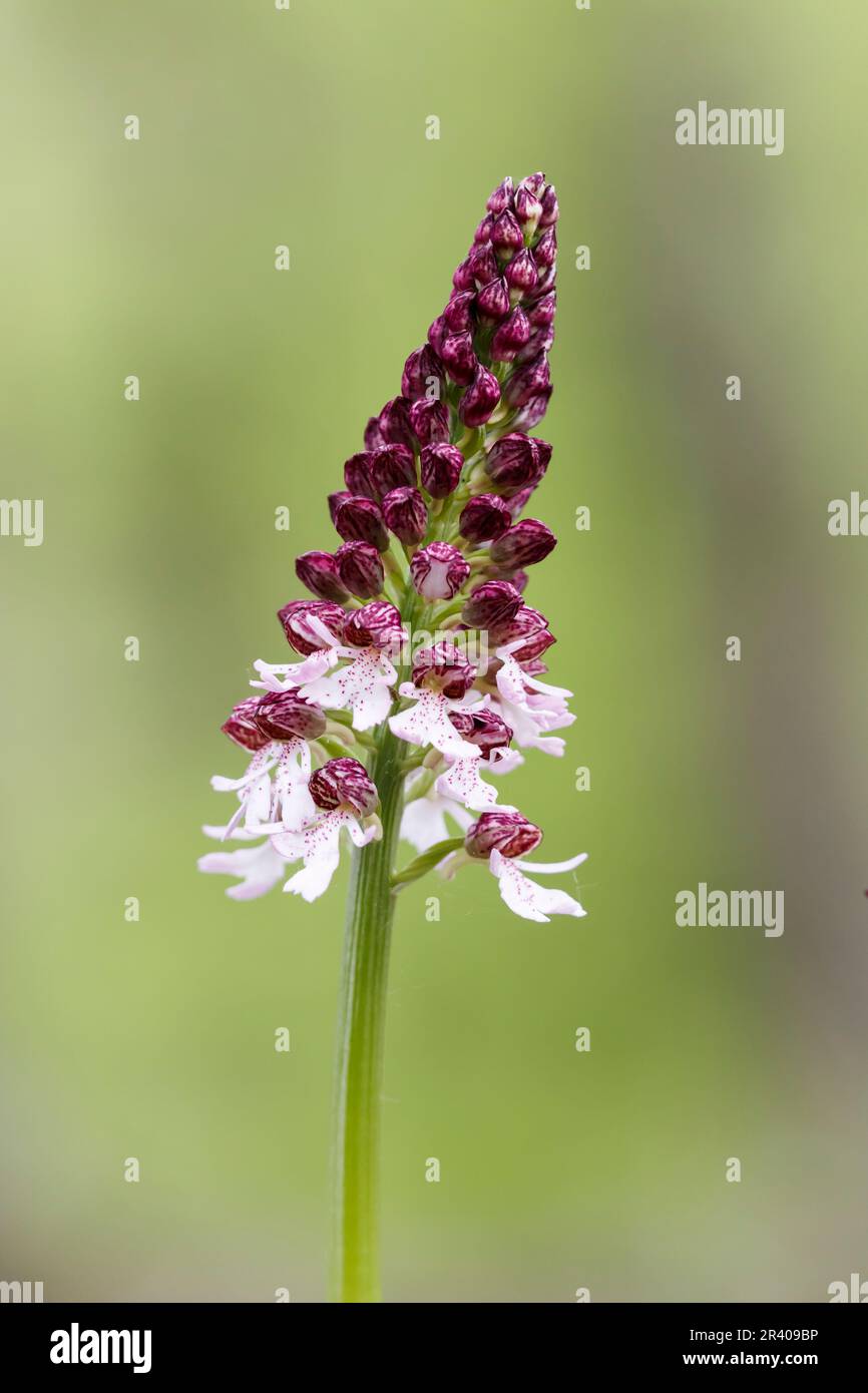 Orchis purpurea, conosciuta come la signora orchidea Foto Stock