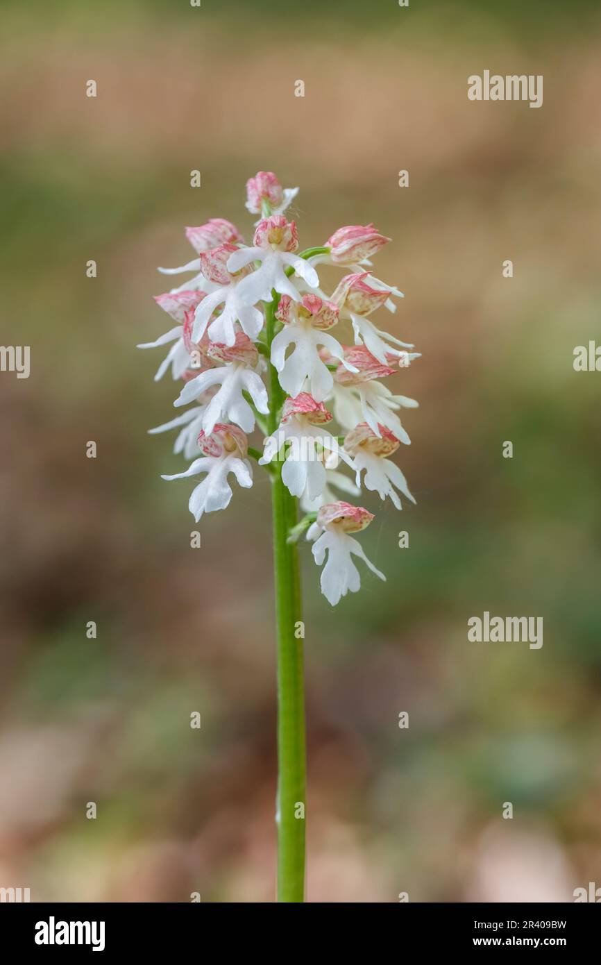 Orchis purpurea, conosciuta come la signora orchidea (forma luminosa) Foto Stock