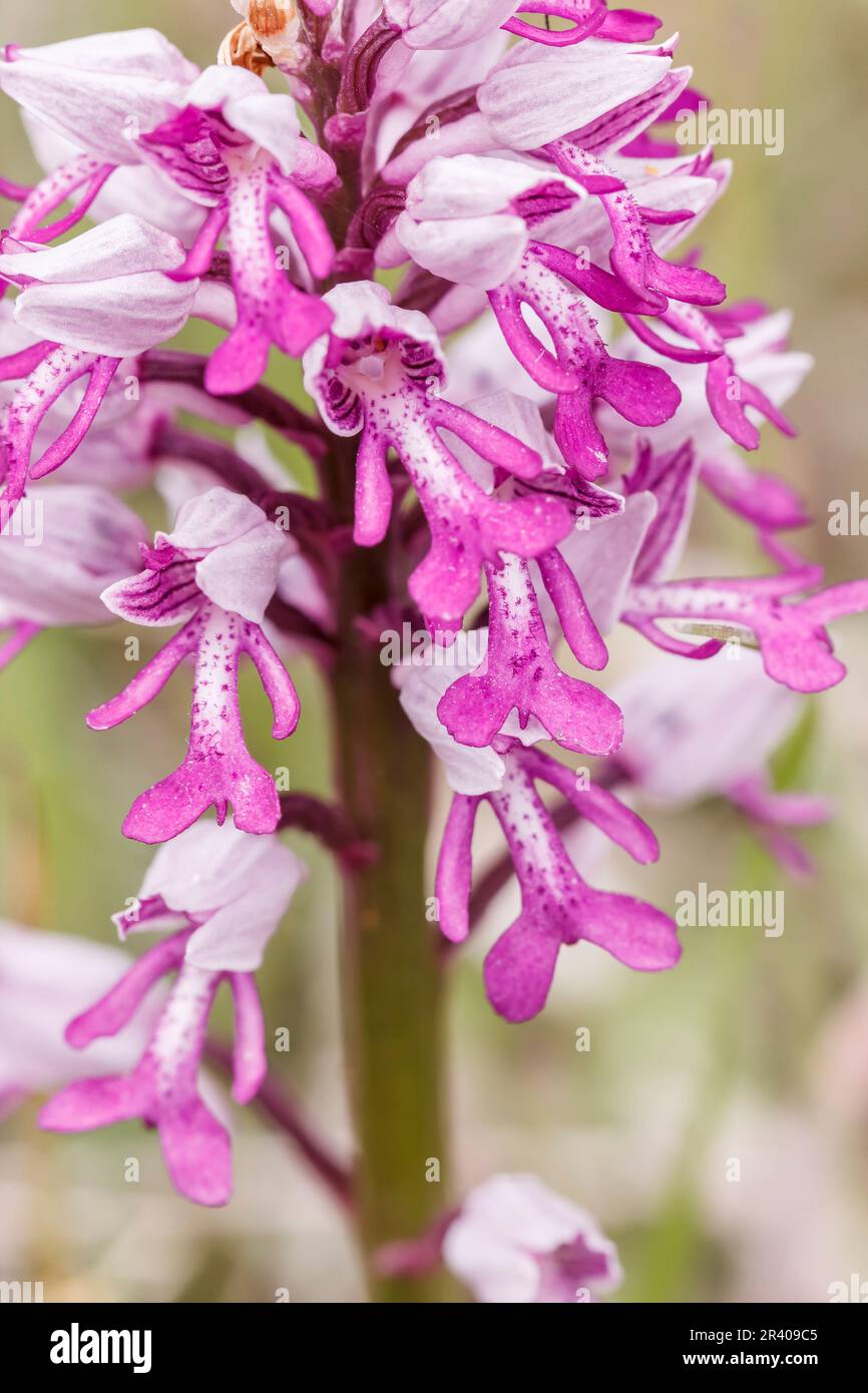 Orchis militaris, conosciuto come orchidea militare, orchidea militare, orchidea soldato (dettaglio) Foto Stock