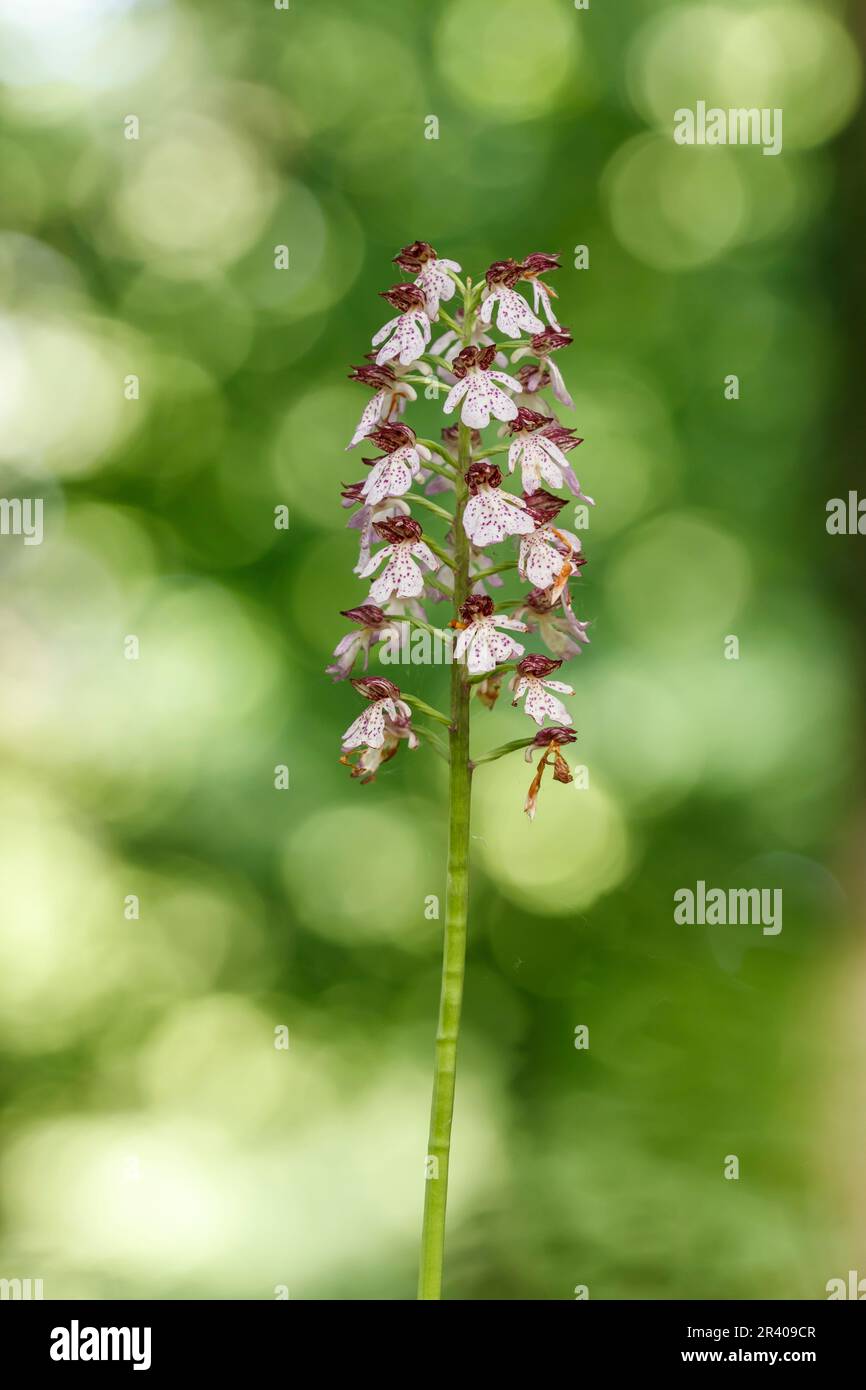 Orchis purpurea, conosciuta come la signora orchidea Foto Stock