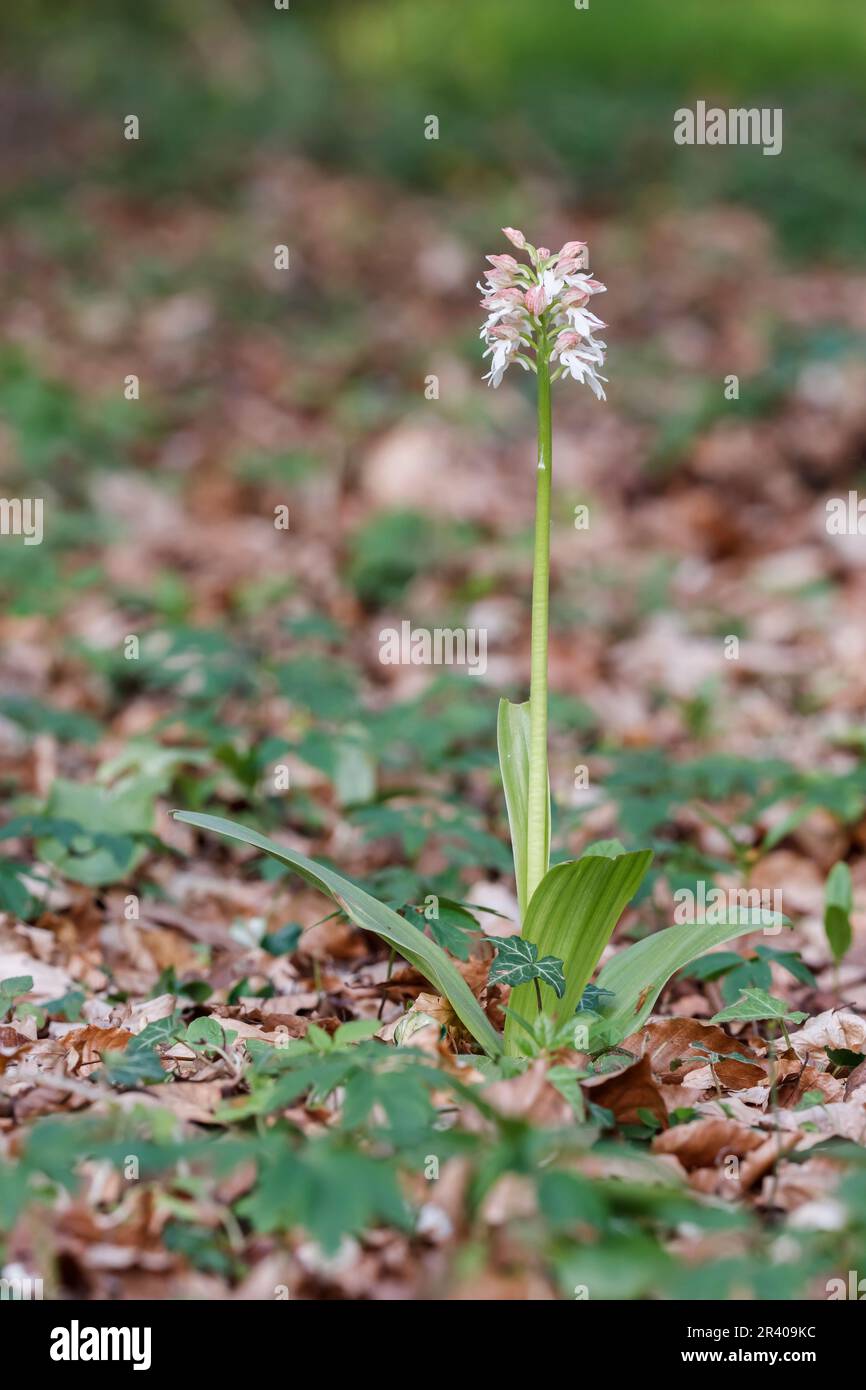 Orchis purpurea, conosciuta come la signora orchidea (forma luminosa) Foto Stock