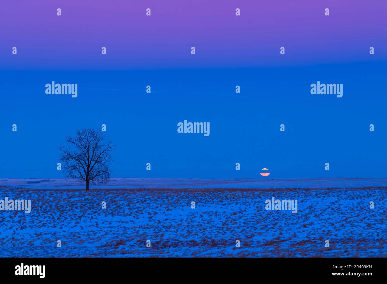 La luna quasi piena che sorge sopra una scena di prateria innevata con un albero solario, Alberta, Canada. Foto Stock