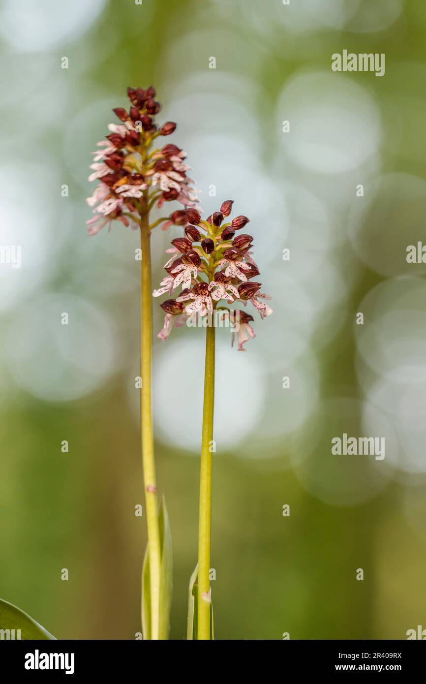 Orchis purpurea, conosciuta come la signora orchidea Foto Stock