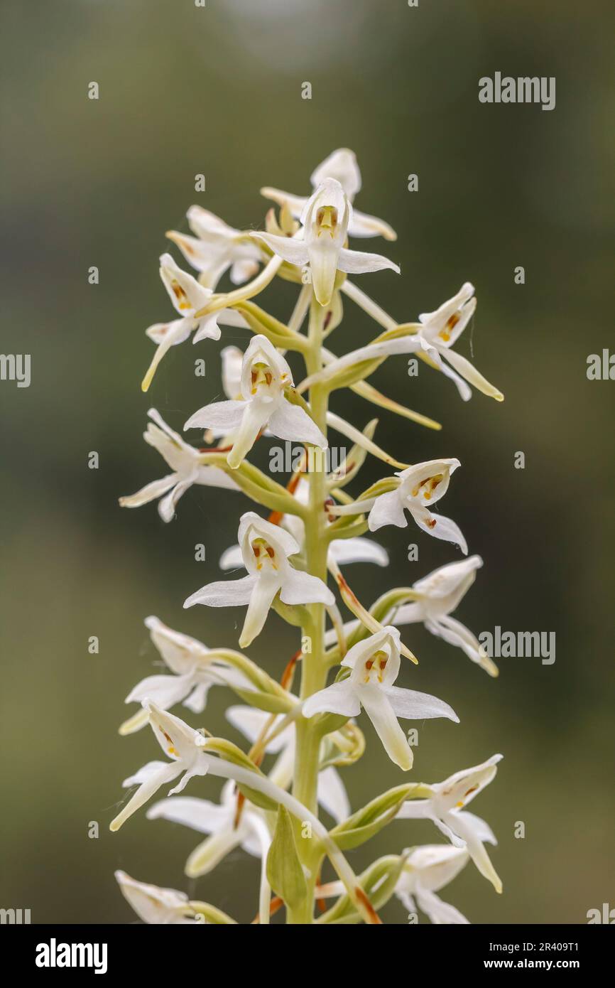 Platanthera bifolia, conosciuta come la farfalla minore-orchidea Foto Stock