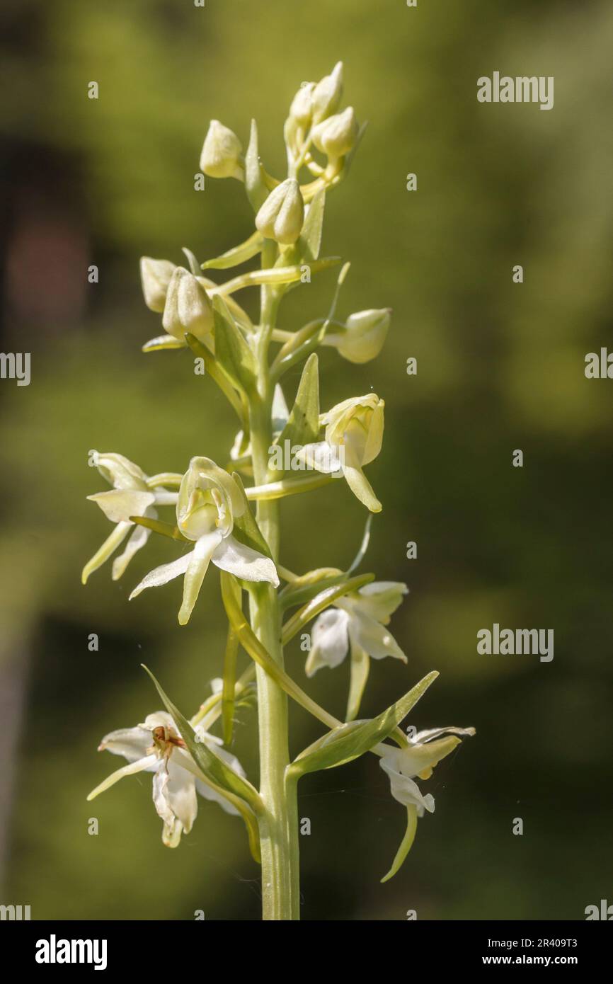 Platanthera clorantha, conosciuto come farfalla-orchidea maggiore, farfalla orchidea maggiore Foto Stock